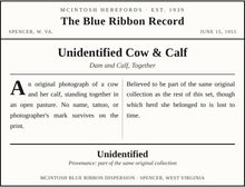 Load image into Gallery viewer, Unidentified Cow &amp; Calf — Original Vintage Photo