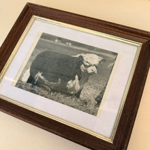 Load image into Gallery viewer, Baca Prince 46th Vintage 1953 Hereford Photo