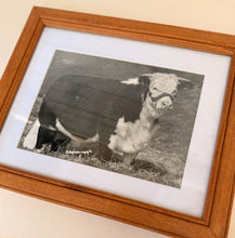 Load image into Gallery viewer, Domino Asteretta 6th Vintage 1953 Hereford Photo