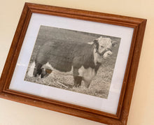 Load image into Gallery viewer, Miss Lad 98th Vintage 1953 Hereford Photo