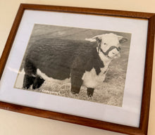 Load image into Gallery viewer, Royal Lassie Vintage 1949 Hereford Photo