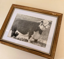 Load image into Gallery viewer, Edwina 31st  Vintage 1953 Hereford Photo
