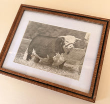 Load image into Gallery viewer, Lucky Larry M 2nd Vintage 1953 Hereford Photo