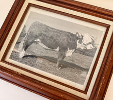 Load image into Gallery viewer, Lady Rupert Vintage 1953 Hereford Photo