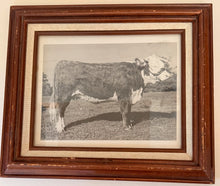 Load image into Gallery viewer, Lady Rupert Vintage 1953 Hereford Photo