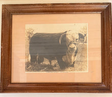 Load image into Gallery viewer, Rupert Domino Vintage 1953 Hereford Photo