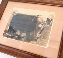 Load image into Gallery viewer, Rupert Domino Vintage 1953 Hereford Photo