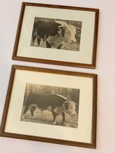 Load image into Gallery viewer, Unidentified Hereford Bull — Matched Pair, Body &amp; Head Study (Set of 2)