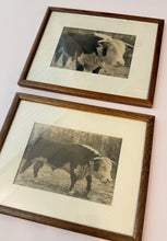 Load image into Gallery viewer, Unidentified Hereford Bull — Matched Pair, Body &amp; Head Study (Set of 2)