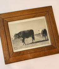 Load image into Gallery viewer, Unidentified Cow &amp; Calf — Original Vintage Photo