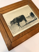 Load image into Gallery viewer, Unidentified Cow &amp; Calf — Original Vintage Photo