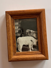 Load image into Gallery viewer, Mini Baby Angus Framed Portrait