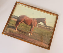 Load image into Gallery viewer, Framed Brown Horse