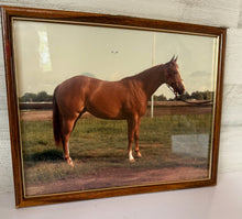 Load image into Gallery viewer, Framed Brown Horse